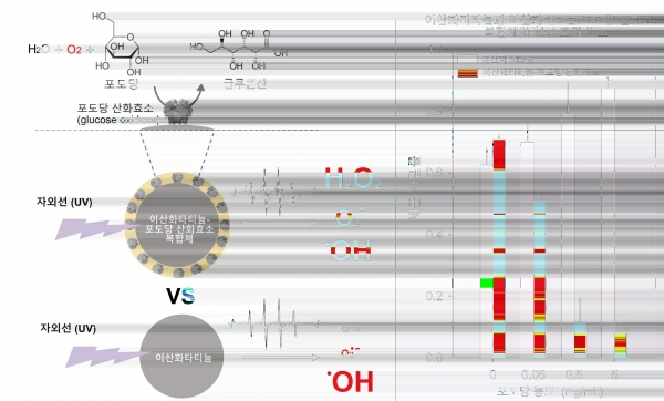 (좌) 이산화티타늄-포도당 산화효소 복합체와 이산화티타늄에서 발생하는 활성산소 종류의 차이 (우) 자외선 조건에서 포도당 농도에 따른 이산화티타늄-포도당산화효소 복합체와 이산화티타늄 항균 효과 비교 결과. (사진=KIST)
