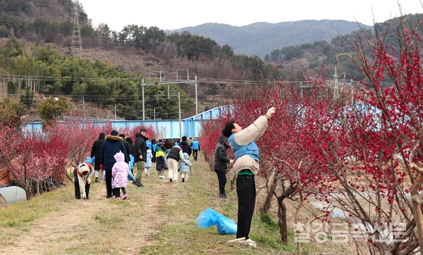 광양제철소 프렌즈 재능봉사단원들이 진상면 홍매화길에서 넝쿨제거와 쓰레기 줍기 봉사활동을 펼쳤다. 포스코 제공.